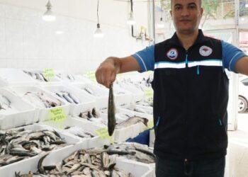 Van Gölü'nde inci kefalinin boyu, koruma çalışmalarıyla yüzde 30 uzadı