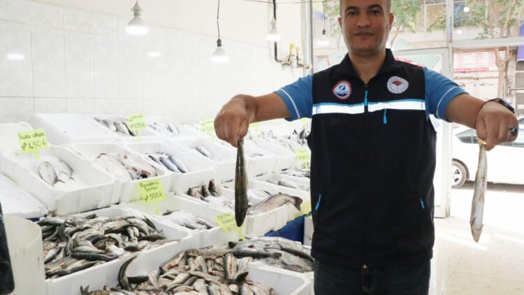 Van Gölü'nde inci kefalinin boyu, koruma çalışmalarıyla yüzde 30 uzadı
