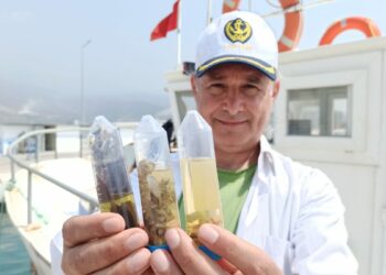 Deniz çöpleri, istilacı türleri de taşıyor