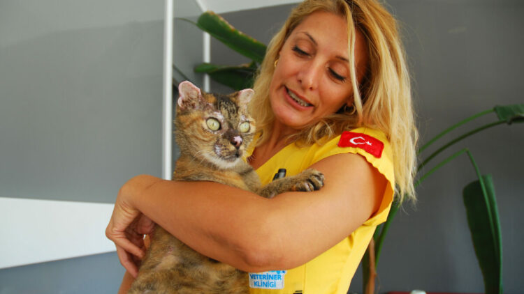 Orman yangınında vücudunun yüzde 40'ı yanan kedi 'Luna', yaşam savaşını kazandı