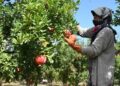 Hicaz narında hasat dönemi başladı