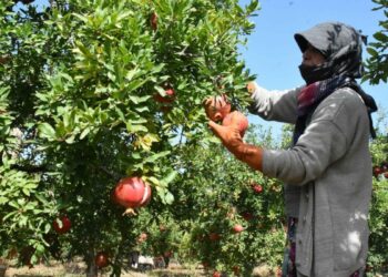Hicaz narında hasat dönemi başladı