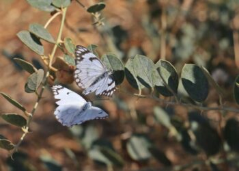 Dicle Vadisi'nde beyaz öncü kelebeklerin 'yumurta' telaşı