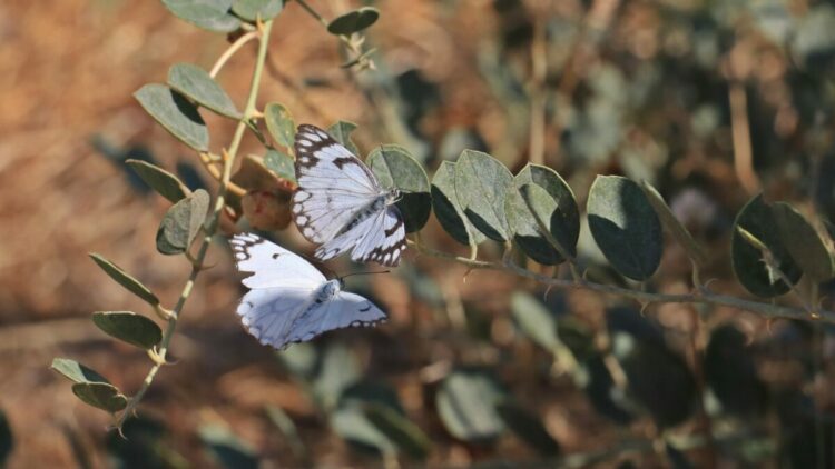 Dicle Vadisi'nde beyaz öncü kelebeklerin 'yumurta' telaşı