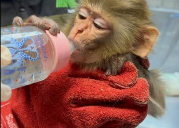Belgesi bulunmayan makak maymunu koruma altına alındı