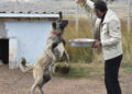 Kangal köpeklerini kışa ‘yüksek protein’ ile hazırlıyorlar