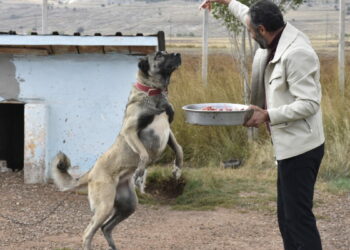 Kangal köpeklerini kışa ‘yüksek protein’ ile hazırlıyorlar