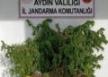 Evinde 3 kilo esrar ile yakalandı