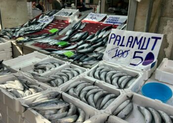 İnebolu’da palamudun tanesi 40 liraya kadar düştü