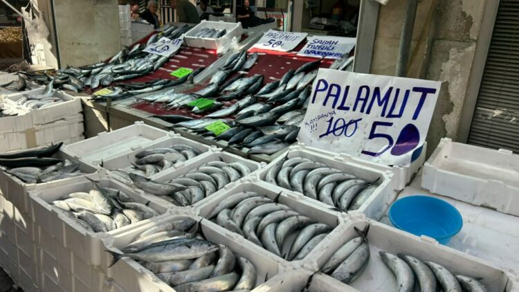 İnebolu’da palamudun tanesi 40 liraya kadar düştü