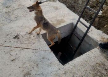Kuyuya düşen yavru tilki kurtarıldı