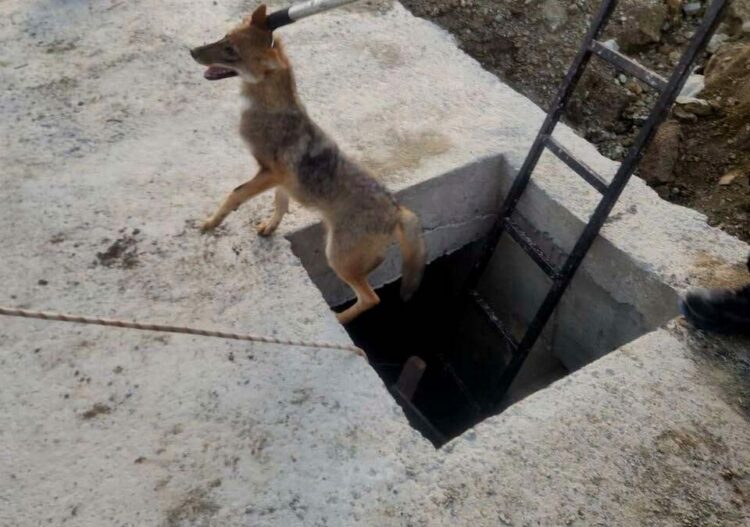 Kuyuya düşen yavru tilki kurtarıldı