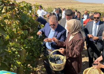 Destici, memleketi Eskişehir'de bağbozumu etkinliğine katıldı