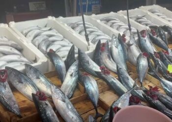 Balıkçı tezgahlarında palamut bolluğu