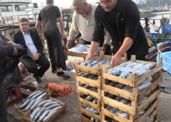Şile’de palamut bolluğu; kasası 600 liradan satıldı