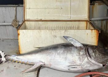 Saros Körfezi'nde oltayla 175 kiloluk orkinos yakalandı