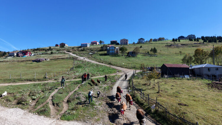 Trabzon’da, yaylacıların renkli dönüş yolculuğu