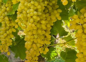 Manisa’dan dünya veri tabanına; iki üzüm çeşidinin genomları çözüldü