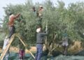 Manisa'da zeytin hasadı eğitimle başladı