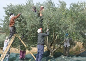 Manisa'da zeytin hasadı eğitimle başladı