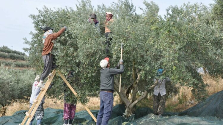 Manisa'da zeytin hasadı eğitimle başladı