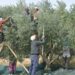 Manisa'da zeytin hasadı eğitimle başladı