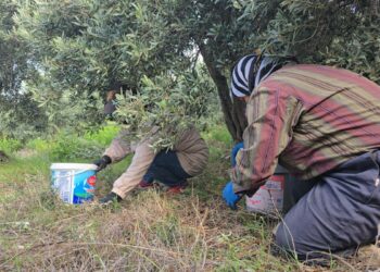 Hatay’da aromasıyla ünlü halhalı zeytininde hasat zamanı
