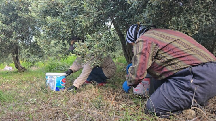 Hatay’da aromasıyla ünlü halhalı zeytininde hasat zamanı