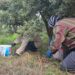 Hatay’da aromasıyla ünlü halhalı zeytininde hasat zamanı