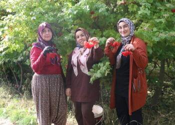 Kayseri'de 'kırmızı altın' gilaburunun hasadı başladı