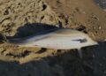 İzmir’de son 1 haftada 3 ölü yunus sahile vurdu