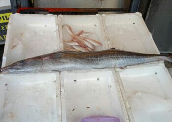 Mersin'de balıkçılar 12 kiloluk ceylan balığı yakaladı