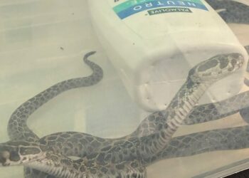 İstanbul aktarmalı Köln'e giden yolcunun valizinde zehirli yılan ve kertenkele bulundu