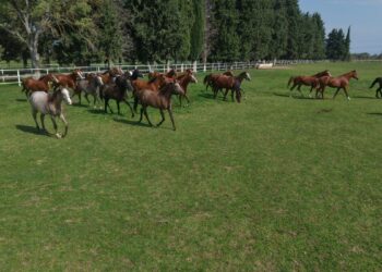 7 asırlık harada milyonluk yarış atları yetiştiriliyor