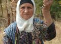 Annesiyle başladığı çitlembik mesaisini 78 yaşında sürdürüyor