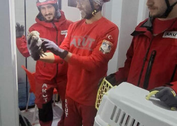 Havalandırma boşluğunda mahsur kalan baykuşu, AKUT kurtardı