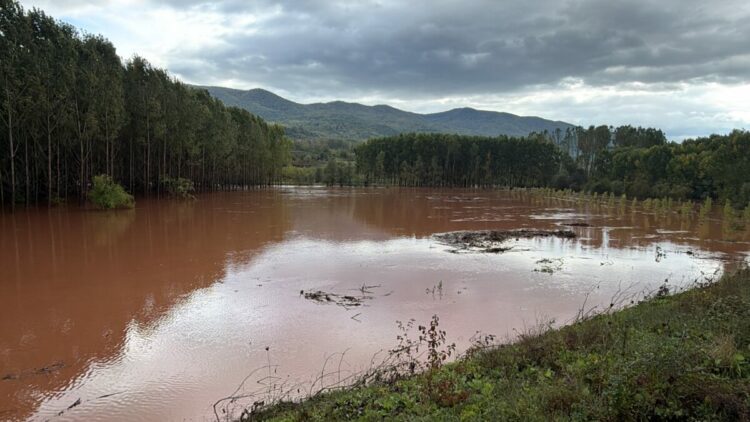 Amasra'da fırtına; çok sayıda ağaç devrildi