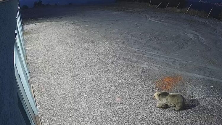 Sarıkamış’ta bozayı kameralara yansıdı