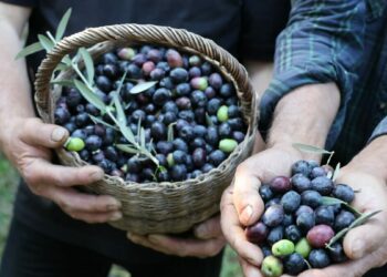 Artvin’in ödüllü ‘Butko’ zeytininde hasat başladı