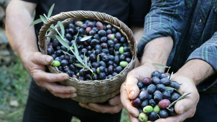 Artvin’in ödüllü ‘Butko’ zeytininde hasat başladı