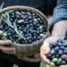 Artvin’in ödüllü ‘Butko’ zeytininde hasat başladı