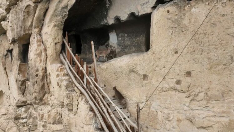 Tunceli’de 25 odalı tarihi ‘İn Delikleri’ne tırmanan yaban keçileri dronla görüntülendi