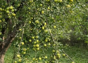 Iğdır'da dolu yağışı nedeniyle tarım arazileri zarar gördü