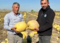 Nevşehir'de tescilli çerezlik çekirdek elde edilen kabakta hasat zamanı