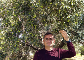 Antalya'da ‘var yılı’ olan zeytinde hasat zamanı