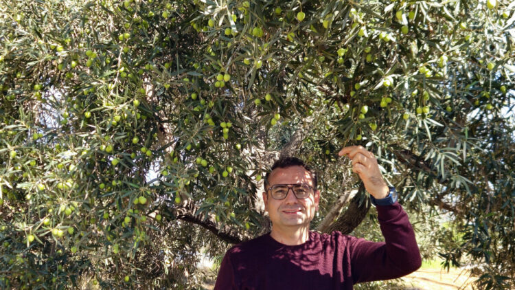 Antalya'da ‘var yılı’ olan zeytinde hasat zamanı