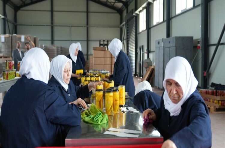 Tarlada kalan meyve ve sebzeler, kadınların elinde yeni nesil turşuya dönüşüyor
