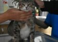 Ortaokul öğrencileri, yaralı kedi 'Kurabiye'nin tedavisi için harçlıklarını biriktirdi