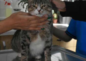 Ortaokul öğrencileri, yaralı kedi 'Kurabiye'nin tedavisi için harçlıklarını biriktirdi