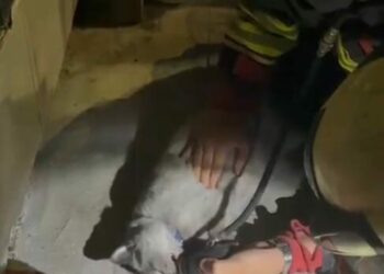 Yangında kurtarılan kediye oksijen desteği ve kalp masajı